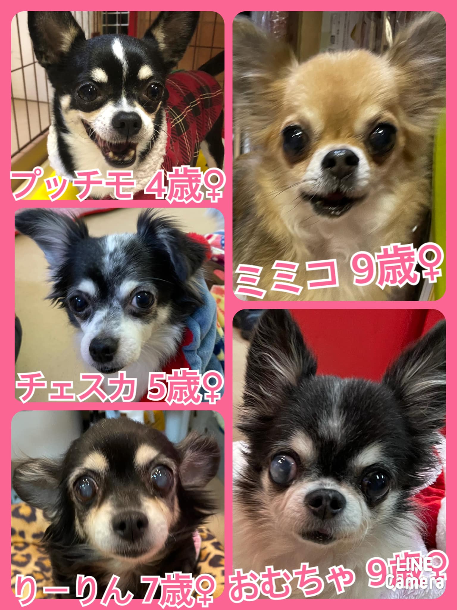 🐾今日の里親様募集中ワンコ🐶メンバーです🐾2022,1,4【保護犬カフェ天神橋店】